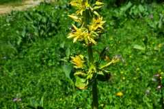 IMG-20210705-WA0001