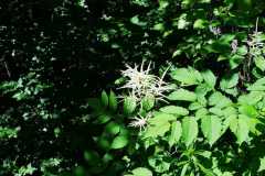 IMG-20210705-WA0002
