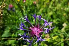IMG-20210705-WA0003