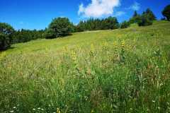IMG-20210705-WA0004