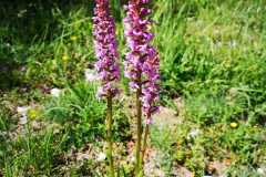 IMG-20210705-WA0029