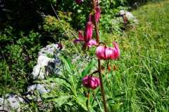 IMG-20210705-WA0036