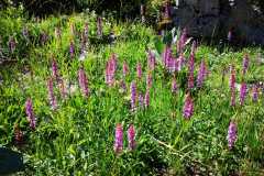 IMG-20210705-WA0038