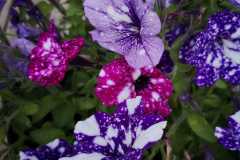 IMG-20210706-WA0003