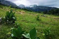 IMG-20210709-WA0011