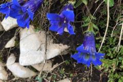 IMG-20210823-WA0004