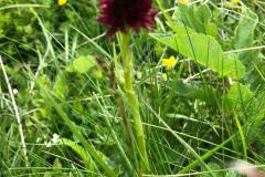 IMG-20210823-WA0007