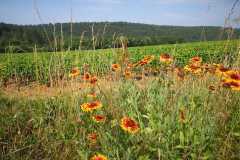 IMG-20230620-WA0043