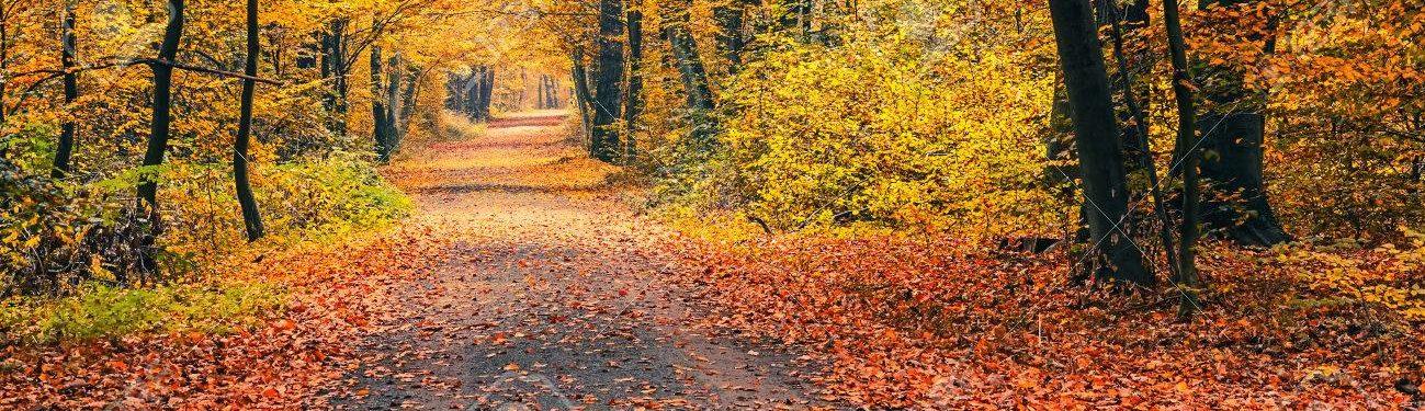 Association Saint Apo