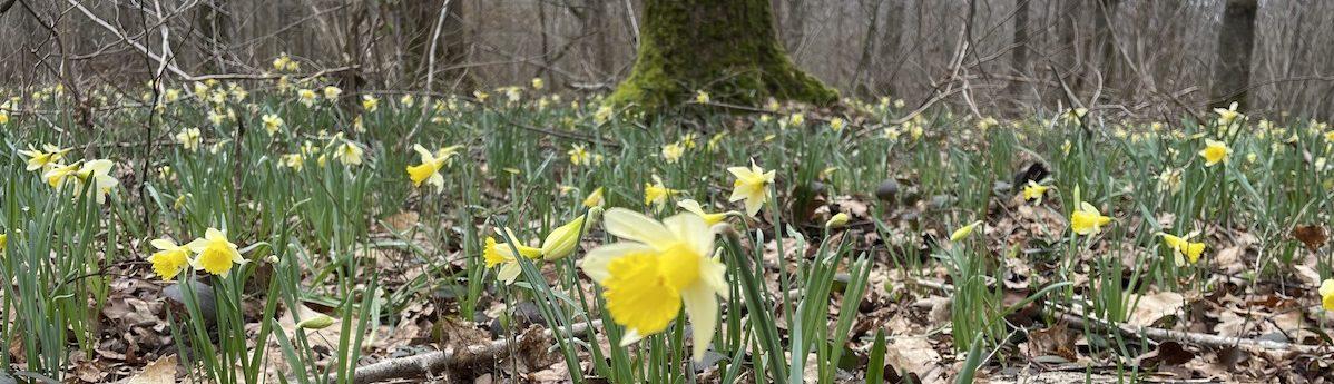 Association Saint Apo